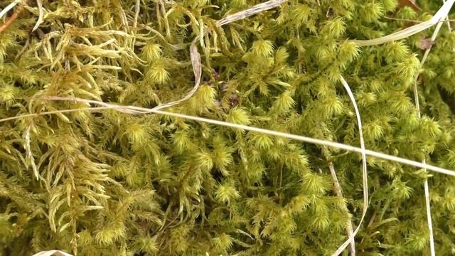 Прогулка по берегу реки Леденьга,село им Бабушкина (экологическая тропа) смотреть онлайн