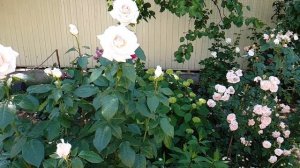 Роза Александр Пушкин