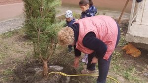 Посадка ""Сосна крымская".