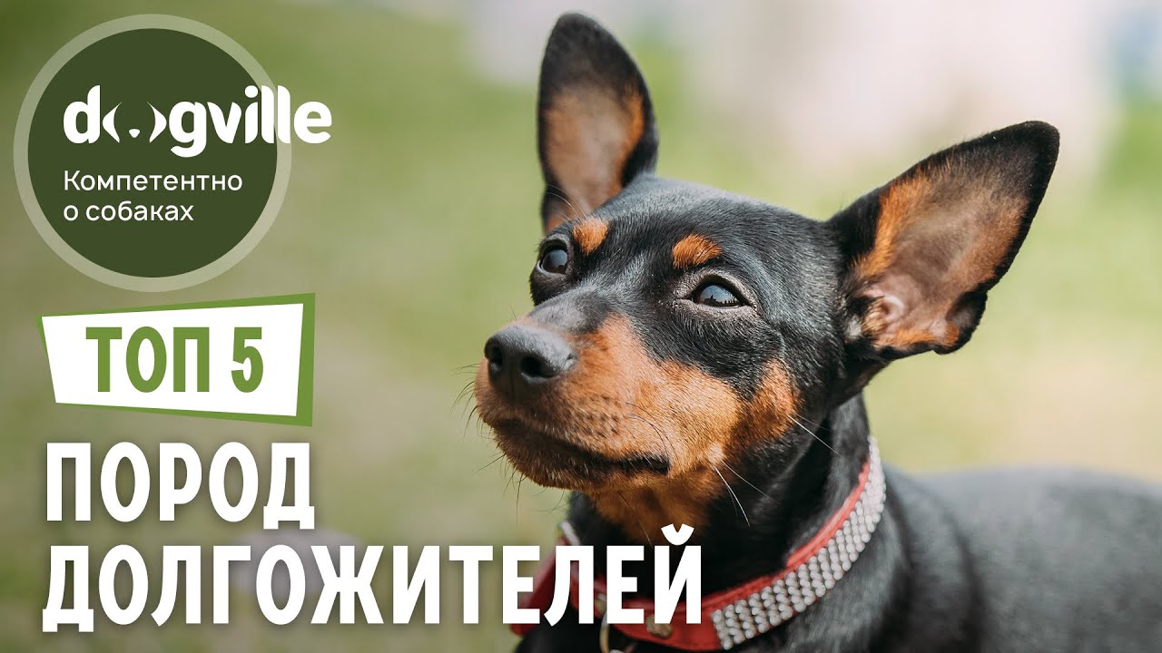 ТОП 5 Пород собак ДОЛГОЖИТЕЛЕЙ смотреть онлайн