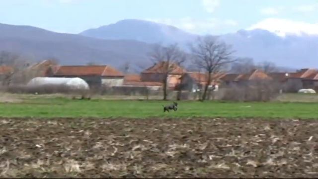 503. Serbia. (09) 11 ч. 44 мин. курцхаар. смотреть онлайн