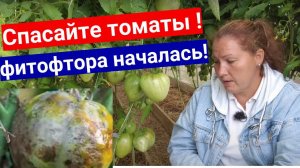 Обработка томатов от фитофторы. Спасайте томаты, фитофтороз томатов уже начался, август 2023