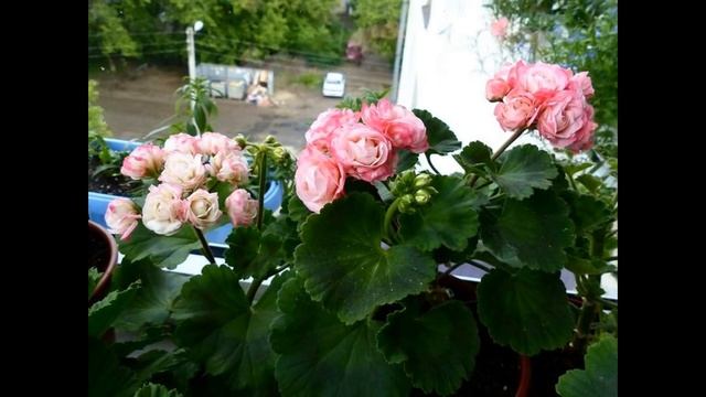 Denise пеларгония.