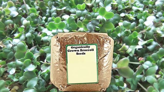 ? Ростки Брокколи?, Полезны смотреть онлайн