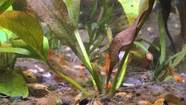 Гуппи Кои / Guppy Koi #GuppyKoi #ГуппиКои смотреть онлайн