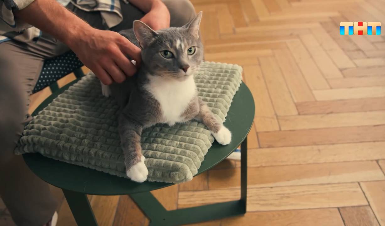 У кошки выпадает шерсть. Что делать? смотреть онлайн