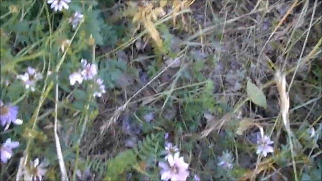 около озера рассада серебристого тополя смотреть онлайн