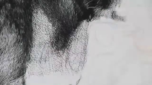 Lion Pencil Drawing Pro