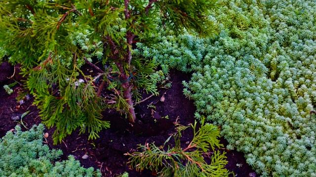 КРАСИВАЯ КЛУМБА СВОИМИ РУКАМИ/УХОД И РАЗМНОЖЕНИЕ ТУЙ / МЫ В ОТВЕТЕ ЗА ТЕХ, КОГО ПРИРУЧИЛИ!/ПОРТУЛАК смотреть онлайн