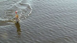 Ловим щуку на Хорватское яйцо. ХМАО. Иртыш. Соры Иртыша. Хорватское яйцо.