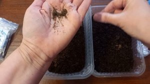 Самый простой способ выращивания гейхеры из семян. Сеем многолетние растения.