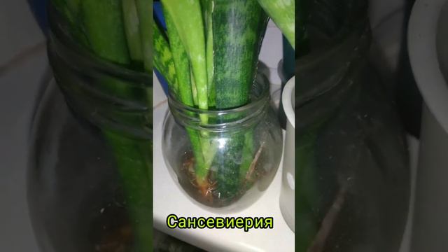 Комнатные растения смотреть онлайн
