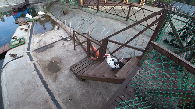 Возвращаемся домой в Казань Заехали в Ижевский зоопарк. Российская Семья, дорога домой. смотреть онлайн