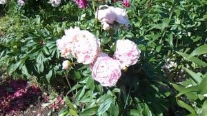 Пион Соланж в моём саду