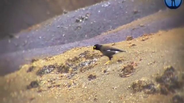 Маврикий, Mauritius