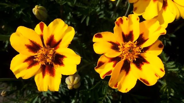 МАКРОСЬЁМКА SAMSUNG S-3 Релакс, природа под музыку смотреть онлайн