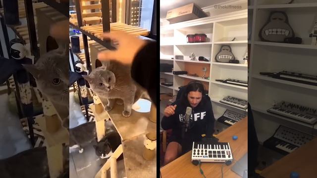 Alugalug Cat X The Kiffness (Soulful Singing Cat Live Looping Remix) смотреть онлайн