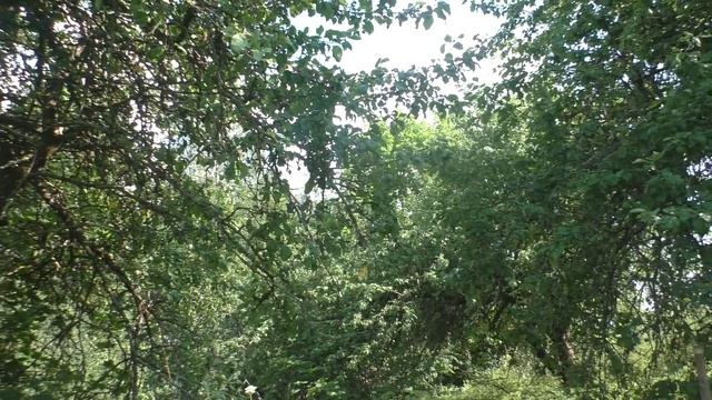 Косулям яблок не хватит на зиму, яблок мало будет. я свои не собираю. есть другие смотреть онлайн