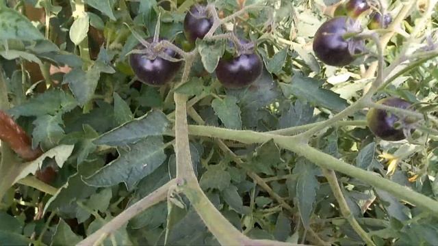 Томат Голубая кровь, черный как уголек, очень вкусный, урожайный и лежкий смотреть онлайн