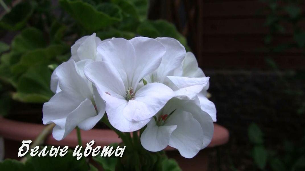Белые цветы. Дачные картинки 2022. смотреть онлайн