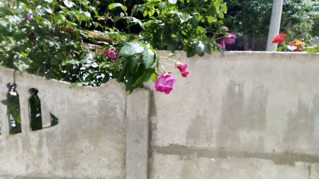 Ужас. Ежик съел кошачий суп. Что будет?*Розы. *Вкусная рыба