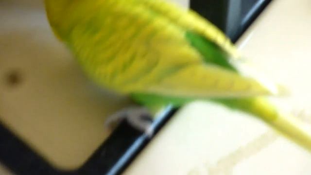 ОПАСНОСТИ для ПОПУГАЯ//SOS!!!...//ВОЛНИСТЫЙ ПОПУГАЙ В ОПАСНОСТИ!!!!Часть 2 смотреть онлайн