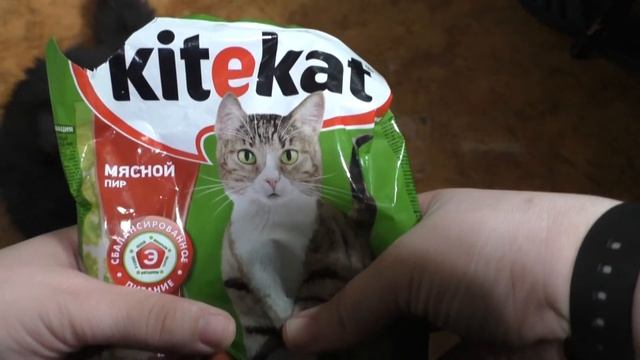 The oracle cat Joseph of the match Egypt-Uruguay,Iran-Morocco,Spain-Portugal.FIFA World Cup 2018 смотреть онлайн