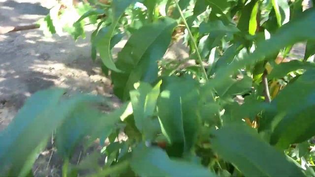 Красивейший персик,вырасший из очень слабого саженца. смотреть онлайн