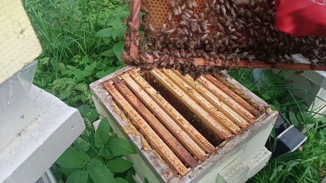 Изоляция маток рулит. Результат по мёду. смотреть онлайн