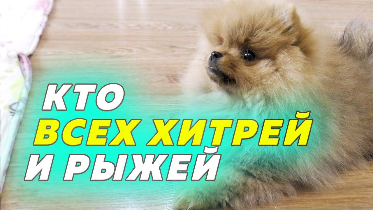 Щенкам шпица 69 дней. Находчивая Рыжулька. Получили метрики. Готовимся к прогулке смотреть онлайн