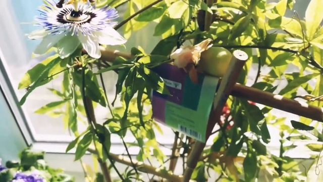 Экзотика дома. Маракуйя или цветок аватара... смотреть онлайн