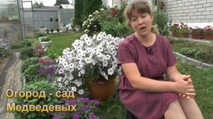 Уход за хризантемами - схема подкормок