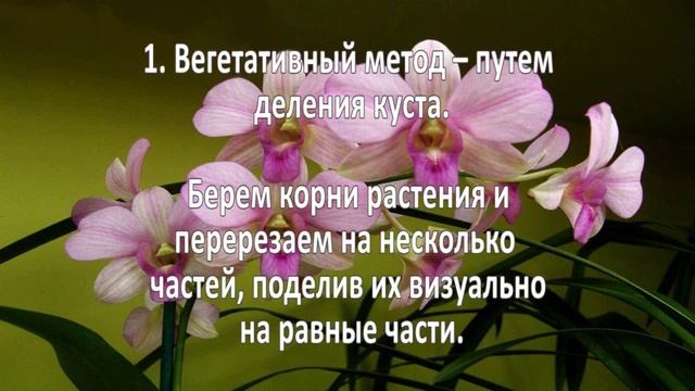 Выращивание орхидей. Как вырастить орхидею? смотреть онлайн