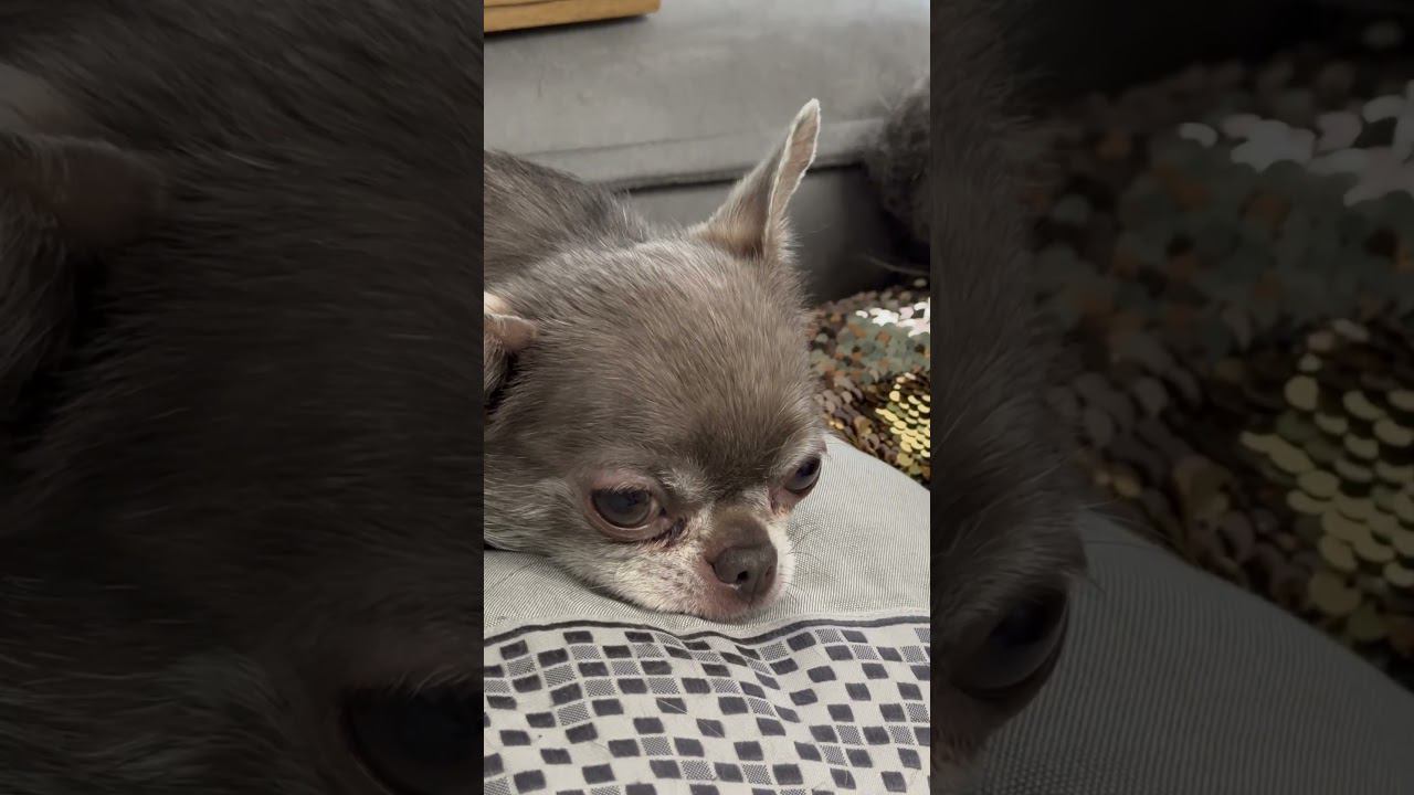 Собака чихуахуа Лея размышляет #чихуахуа #собака смотреть онлайн