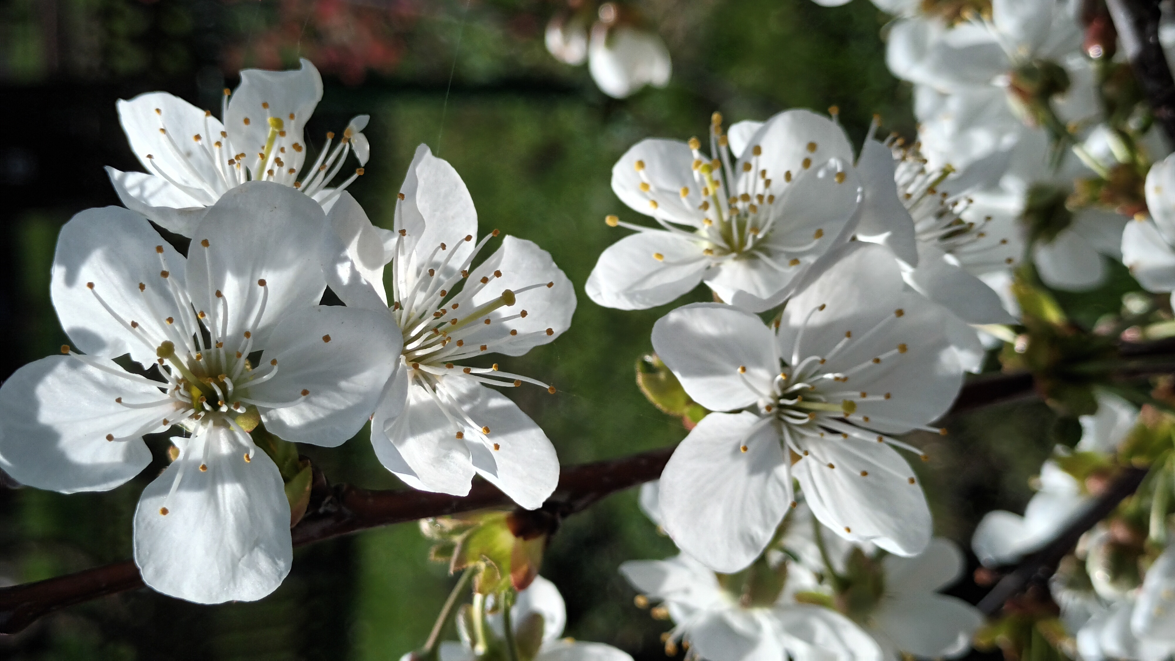 Цветение Остгеймского гриота и персика "Таофлора Пинк" смотреть онлайн