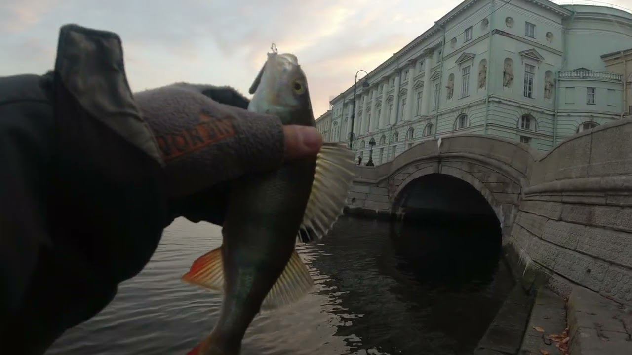 #385 #streetfishing  | Невский окунь |