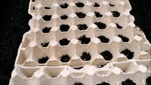 ПОСАДКА РЕДИСА В ТЕПЛИЦЕ