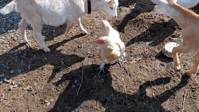 Проблемы с козой смотреть онлайн