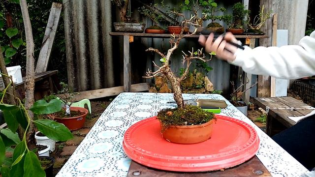 Мои впечатления о кусачках для бонсай смотреть онлайн