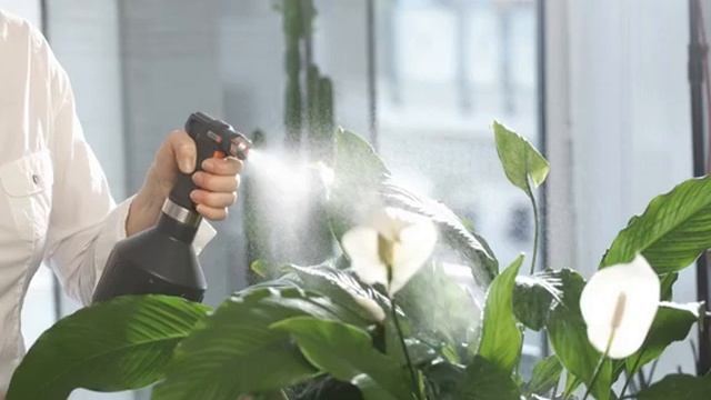 Болезни спатифиллума и способы лечения цветка женское счастье смотреть онлайн