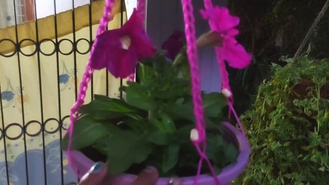 PETUNIA plant care in Malayalam Ep-29 смотреть онлайн