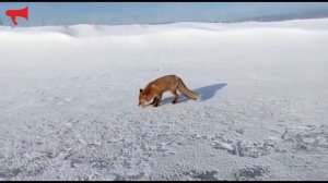 Лиса-рэкетир грабит рыбаков на Сахалине