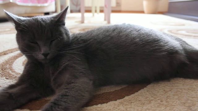 Котятки - еще немного, еще чуть-чуть смотреть онлайн