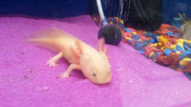 Неведомая хрень|Аксолотль Золотой смотреть онлайн