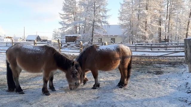 Якутские лошади. Табун Молодого смотреть онлайн