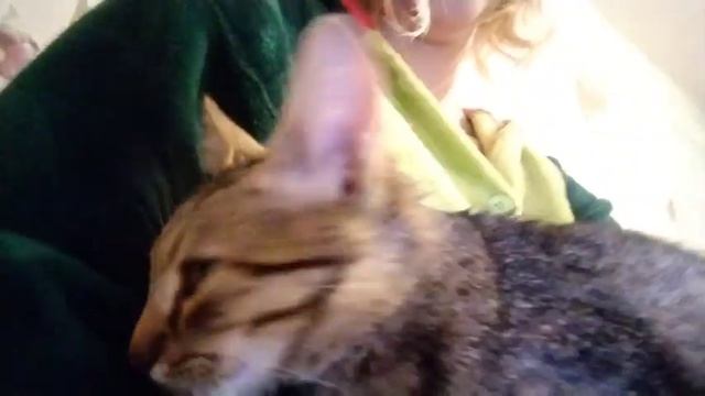 Кот Муркот❤️ Варин кот смотреть онлайн