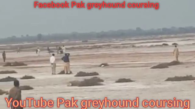 greyhound coursing hare 2021 | greyhound vs rabbit race | shikar in Pakistan Punjab смотреть онлайн