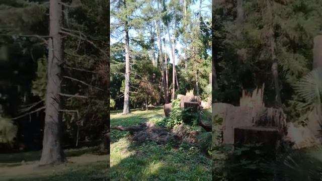 гигантские хвойные деревья в Сухумском субтропическом дендропарке / гигантские хвойные деревья / 1 смотреть онлайн