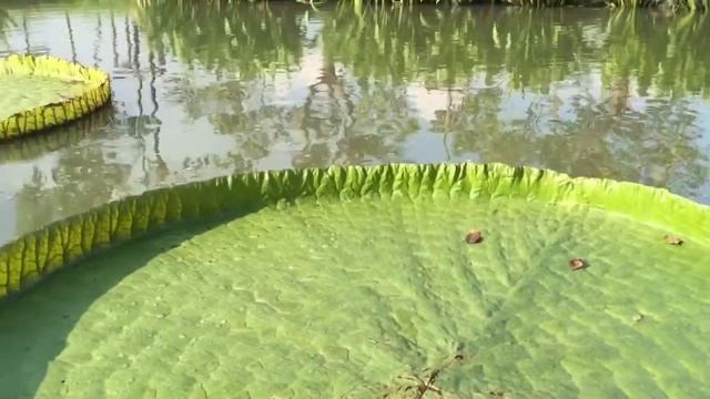 Giant Vicotria amazonica , Victoria water-lily , บัวกระด้ง смотреть онлайн