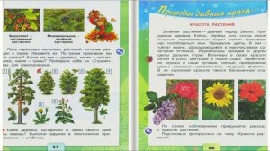 Какие бывают растения. Окружающий мир. 2 класс, 1 часть. Учебник А. Плешаков стр. 56-59